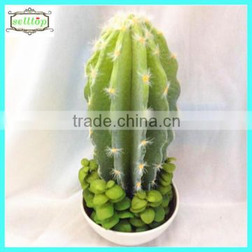 35cm new design hot sale indoor flowering cactus