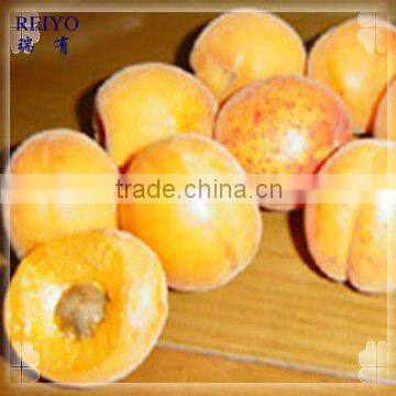 IQF apricot / frozen fruits