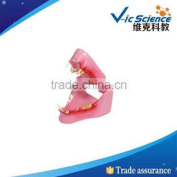 Best price good quality Feline teeth model