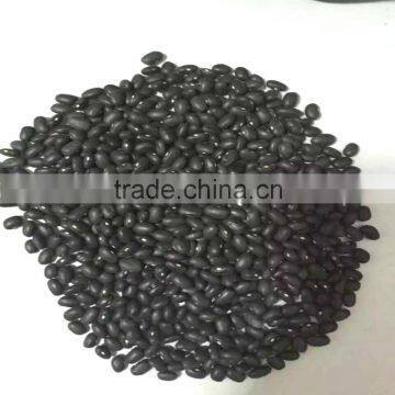 Black bean