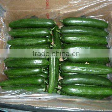 Best price Fresh Organic Cucumber