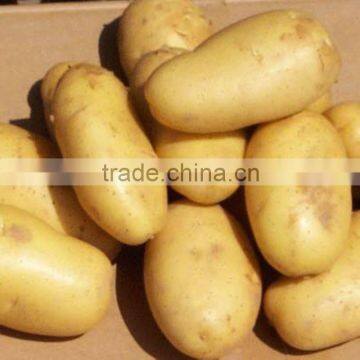 fresh potato exporter