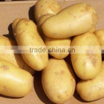 Fresh Potato Exporter