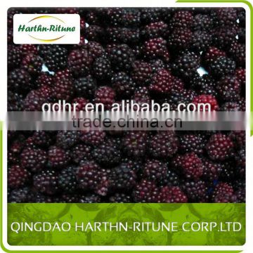 Chinese Frozen Blackberry Continue Hot Sale