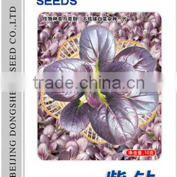 Chinese vegetable hybrid cabbage Seeds purple vegetable seeds for sale-Zi Zhan