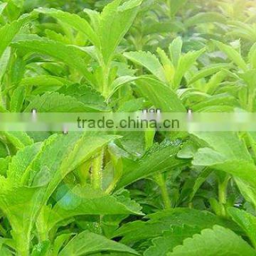 2014 Certified Manufacturer SinoBNP Supplies Best Quality &100% Natural Stevia Extract-natural stevia plant extracts