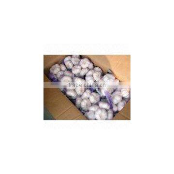 Chinese Garlic