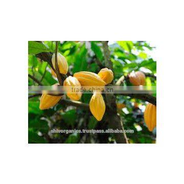 Cocoa Absolute Oil