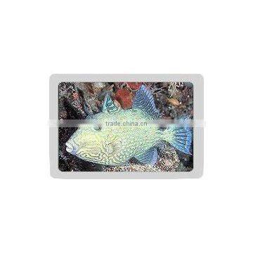 Bluemarbled Trigger Fish