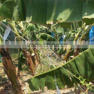 High Quality Topaline Greenhouse Twine photo-5