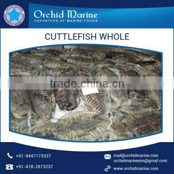 2016 Stock Frozen Whole Cleaned Cuttlefish Exporter / Seller / Supplier photo-2