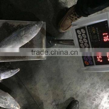 2016 New Arrive Sarda Sarda photo-4