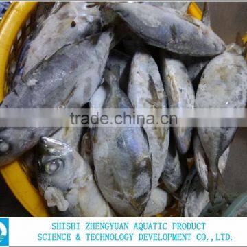 Frozen Big Eye Horse Mackerel Fish photo-2