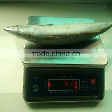 best price frozen Atlantic mackerel for wholesale