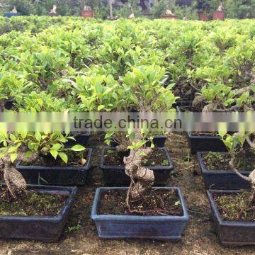 Ficus Microcarpa S Bonsai photo-5