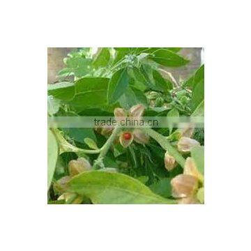 Withania Somnifera
