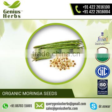 Fine Grade Moringa Seeds from Reputed Dealer for Mass Purchase