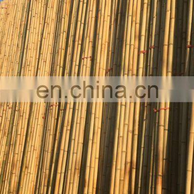 Premium Quality Best Price Real Bamboo Various Size Using for Decoring Furniture From Viet Nam Manufacturer photo-3