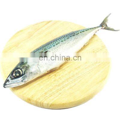 whole round pacific mackerel fish chub mackerel  scomber japonicus