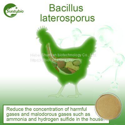 Bacillus Laterosporus photo-2