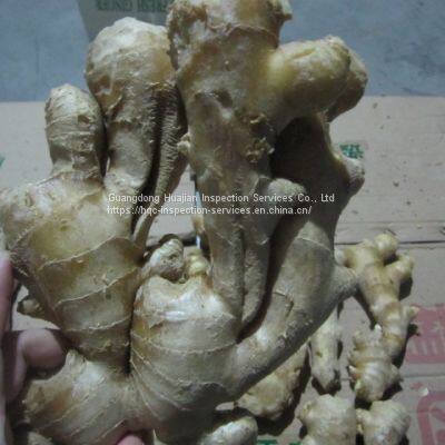 Inspection Service China for Gingers photo-4