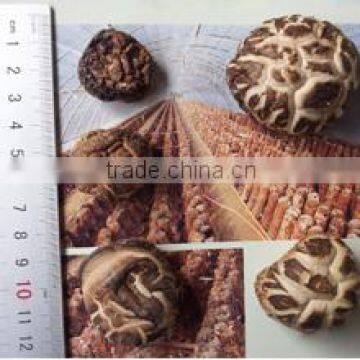 Lianfeng (Suizhou) Food Co., Ltd.