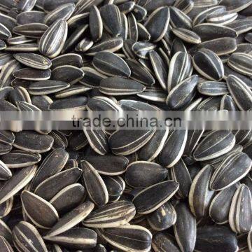 sunflower seed market price organic sunflower seeds seeds for sale