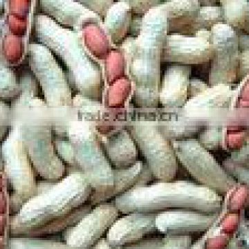 2014 crop Chinese red skin peanut