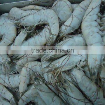 VANNAMEI SHRIMPS HOSO FARM FRESH