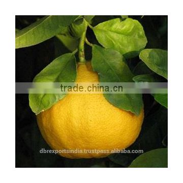 Bergamot Oil (DS) (Indian Origin)