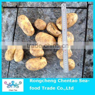 Fresh sweet potato from shandong