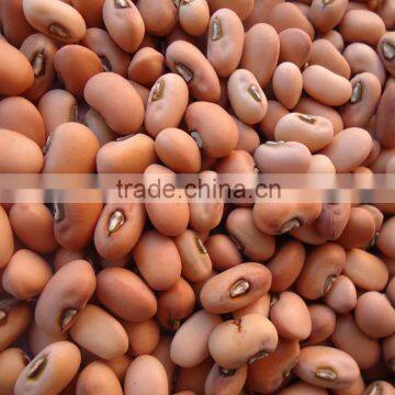 SPICES AND PULSES