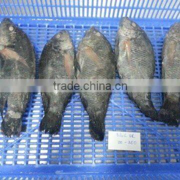 FROZEN BLACK TILAPIA WHOLE ROUND