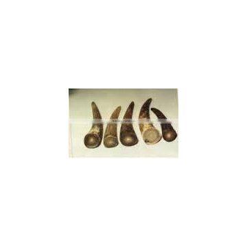 Cow/ox and Buffalo Horn Tip Manufacture India Black Brown photo-2