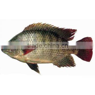 foods black frozen tilapia fish