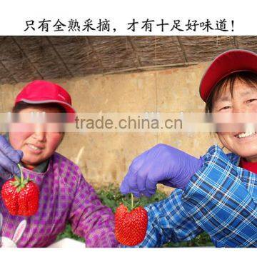 new fresh dandong big size strawberry