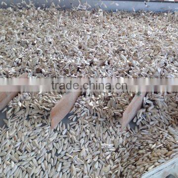 Sunflower Seeds From Turkey photo-2