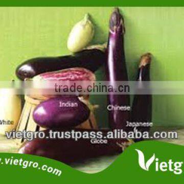 High Quality Fresh Organic Eggplant VGE0011