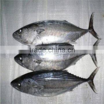 Fresh bonito fish at good price