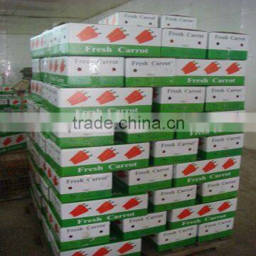 fresh red carrot for middle east