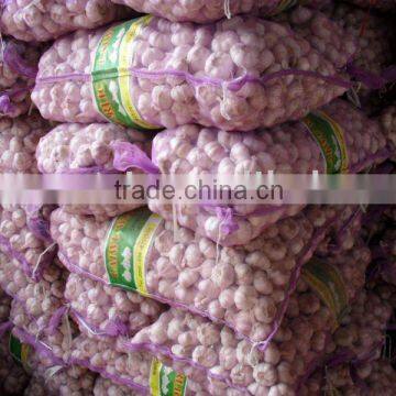 fresh garlic