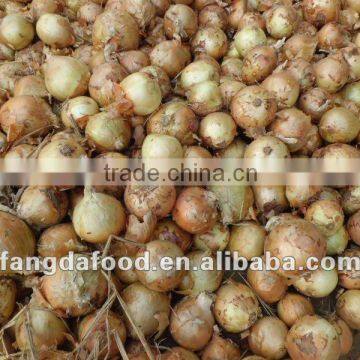 fresh round yellow onion 5-7cm