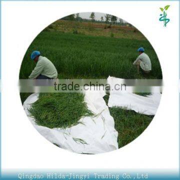 2015 NOP Organic wheat juice green powder