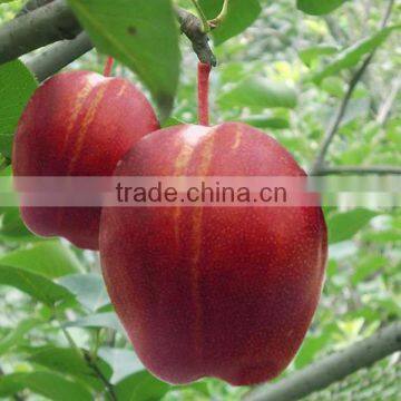 Red Flesh Apple Tree Seedling
