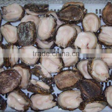 Chilean Abalone