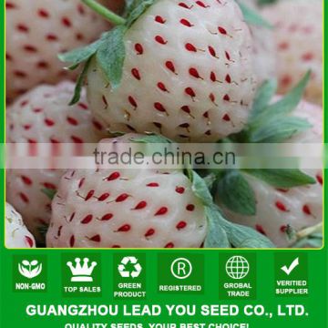 SB02 Bailing new arrival good quality f1 hybrid white strawberry seeds