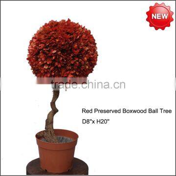 Preserved topiary red boxwood ball tree