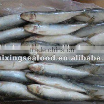 2016 Best Quality Canned Sardine From China photo-3