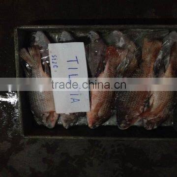 Frozen Whole Round Tilapia photo-3