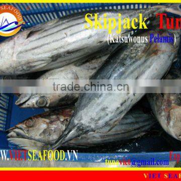 FROZEN SKIPJACK TUNA WHOLE ROUND